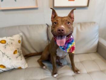 Rainbow Honey Sweet As Can Be -  American Staffordshire Terrier and Pit Bull Terrier Dog for Adoption in Friendswood, Texas - Rainbow Honey Sweet As Can Be | PetCurious