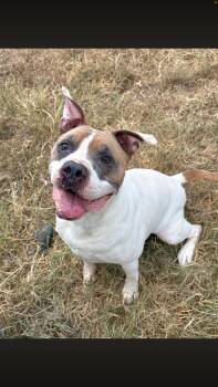 Loki -  Pit Bull Terrier Dog for Adoption - Loki | PetCurious