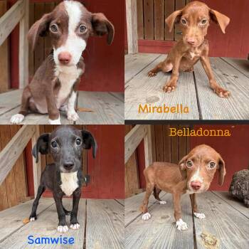 Hobbit litter -  Terrier Dog for Adoption in Seaside Heights, New Jersey - Hobbit Litter | PetCurious