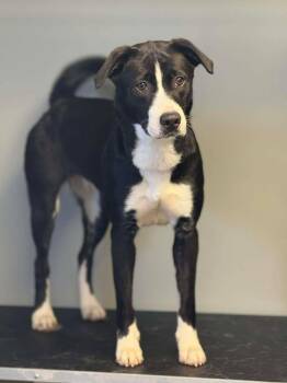 Hashtag -  Border Collie and Labrador Retriever Dog for Adoption in Winchester, Indiana - Hashtag | PetCurious