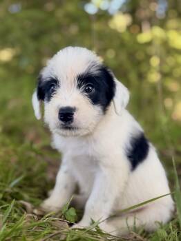 Johnny- Transport -  Wheaten Terrier and Australian Shepherd Dog for Adoption in Gradyville, Kentucky - Johnny- Transport | PetCurious