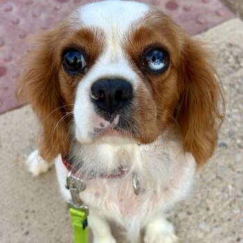 Lottie -  Cavalier King Charles Spaniel Dog for Adoption in Sinking Spring, Pennsylvania - Lottie | PetCurious