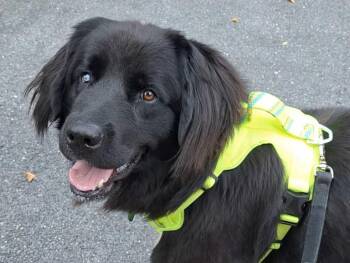Letty -  Newfoundland Dog Dog for Adoption in Silver Spring, Maryland - Letty | PetCurious