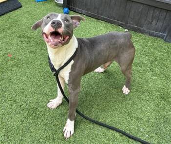 Pit Bull Terrier Dogs Available for Adoption in San Jose, California - AZUL | PetCurious