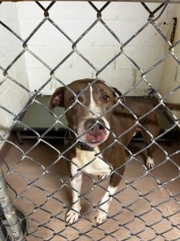 Rex -  Labrador Retriever Dog for Adoption in Nacogdoches, Texas - Rex | PetCurious