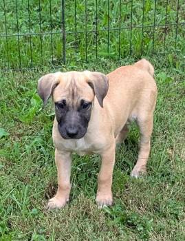 Helena -  Labrador Retriever and Black Mouth Cur Dog for Adoption in Watertown, Connecticut - Helena | PetCurious