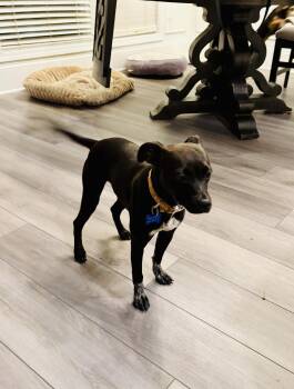 Emilie Ann -  Chihuahua and Dachshund Dog for Adoption in Milton, Georgia - Emilie Ann | PetCurious