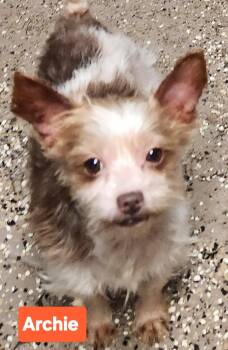 Yorkshire Terrier Dogs Available for Adoption in Smithfield, Pennsylvania - Archie | PetCurious