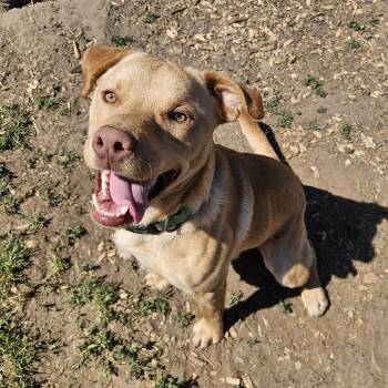 Yellow Labrador Retriever and Pit Bull Terrier Dogs Available for Adoption in The Dalles, Oregon - Soul | PetCurious