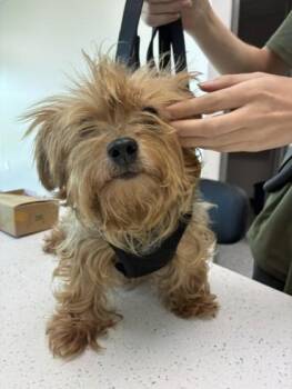 Buttons -  Yorkshire Terrier Dog for Adoption in West Memphis, Arkansas - Buttons | PetCurious