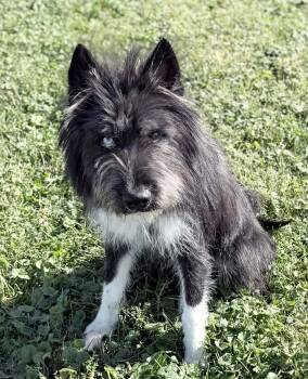 Grimm -  Husky and Poodle Dog for Adoption in Wapakoneta, Ohio - Grimm | PetCurious