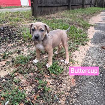 Buttercup -  Pit Bull Terrier Dog for Adoption in Semmes, Alabama - Buttercup | PetCurious