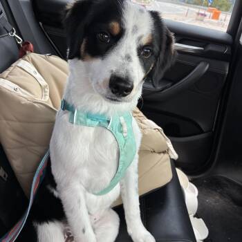 OLLIE -  Bernedoodle Dog for Adoption in Springfield, Virginia - OLLIE | PetCurious