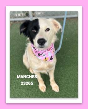MANCHES -  Border Collie and Mixed Breed Dog for Adoption in Marietta, Georgia - MANCHES | PetCurious