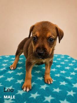 Leo -  Labrador Retriever and Mixed Breed Dog for Adoption in St. Augustine, Florida - Leo | PetCurious