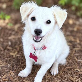 Buttermilk -  Papillon and Mixed Breed Dog for Adoption in Boerne, Texas - Buttermilk | PetCurious
