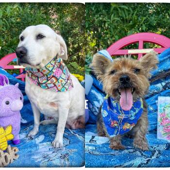 Yorkshire Terrier and Yellow Labrador Retriever Dogs Available for Adoption in Sebring, Florida - Lucy & Jesse (bonded) | PetCurious