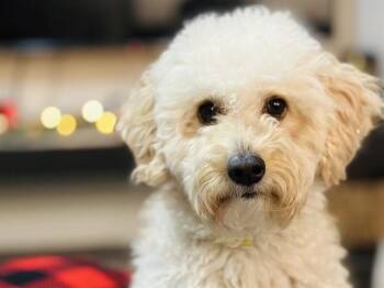 Poodle and Golden Retriever Dogs Available for Adoption - SEVEN | PetCurious