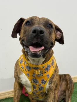 Pit Bull Terrier and Mixed Breed Dogs Available for Adoption - Lila | PetCurious