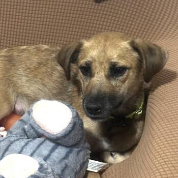 Avery Momma Spice - Local Lady -  Beagle and Lakeland Terrier Dog for Adoption in Andover, Massachusetts - Avery Momma Spice - Local Lady | PetCurious