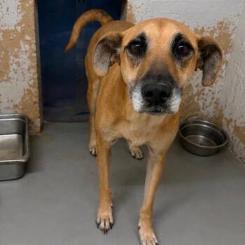 Lacy -  Shepherd Dog for Adoption in Blue Springs, Missouri - Lacy | PetCurious