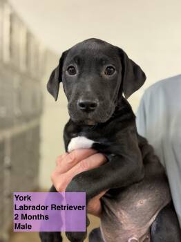 Rescue Black Labrador Retriever Dogs for Adoption in Blue Springs, Missouri - York | PetCurious