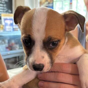 Rescue Mixed Breed Dogs for Adoption in Savannah, Georgia - Monica Geller | PetCurious