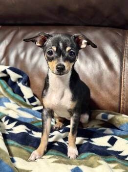 Kara -  Chihuahua Dog for Adoption in Canyon Lake, Texas - Kara | PetCurious