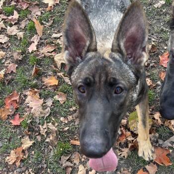 Rescue German Shepherd Dog Dogs for Adoption in Bridgton, Maine - Freya | PetCurious