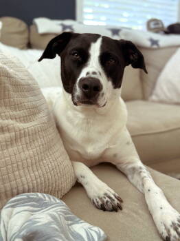 Rescue Pointer and American Staffordshire Terrier Dogs for Adoption in Arlington, Virginia - Luna | PetCurious