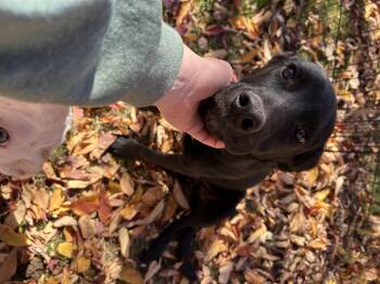 Rescue Black Labrador Retriever and German Shepherd Dog Dogs for Adoption in Clovis, New Mexico - Jax | PetCurious