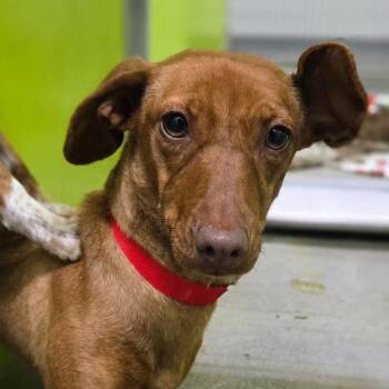 Nutmeg -  Chihuahua Dog for Adoption in San Jacinto, California - Nutmeg | PetCurious
