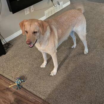 Zoey -  Labrador Retriever and Golden Retriever Dog for Adoption in Layton, Utah - Zoey | PetCurious