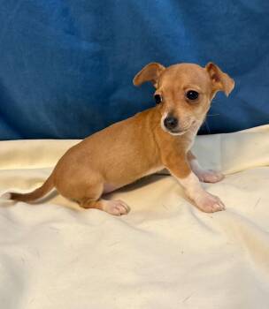 DORA -  Chihuahua Dog Available for Adoption in Margate, Florida - DORA | PetCurious