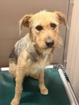Terrier and Mixed Breed Dogs Available for Adoption - Piper | PetCurious