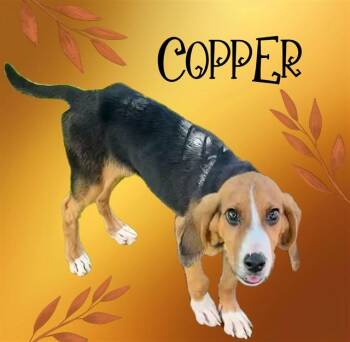 COPPER -  Treeing Walker Coonhound and Mixed Breed Dog for Adoption in Sarasota, Florida - COPPER | PetCurious