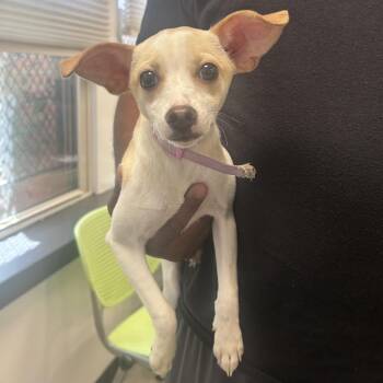 Mixed Breed Dogs Available for Adoption in Philadelphia, Pennsylvania - Chewie | PetCurious
