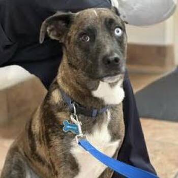 Kona--Adoptable with Bonded Companion, Kea -  Mixed Breed Dog for Adoption in Green Valley, Arizona - Kona--Adoptable With Bonded Companion, Kea | PetCurious