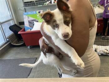 CANNON -  Husky Dog for Adoption in San Antonio, Texas - CANNON | PetCurious