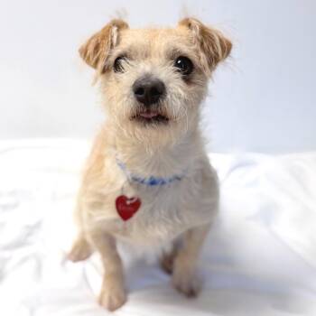 Peter -  Mixed Breed Dog for Adoption in Medford, Oregon - Peter | PetCurious