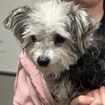 Poodle Dogs Available for Adoption in Yuma, Arizona - Trevor | PetCurious