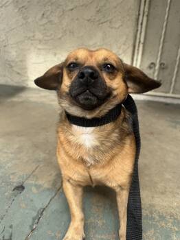 Rescue Chihuahua and Mixed Breed Dogs for Adoption in Rancho Cucamonga, California - UNKNOWN | PetCurious