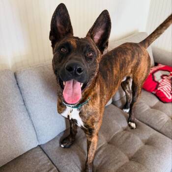 Rescue German Shepherd Dog and Mixed Breed Dogs for Adoption in Pittsburgh, Pennsylvania - Liam | PetCurious