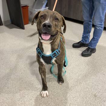 Enzo -  Bullmastiff and Mixed Breed Dog for Adoption in Tampa, Florida - Enzo | PetCurious