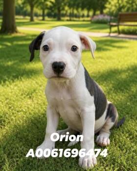 Orion Lonestar -  Terrier Dog for Adoption in Rockaway, New Jersey - Orion Lonestar | PetCurious