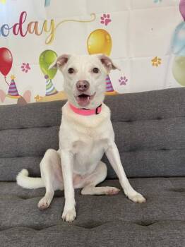 Mixed Breed Dogs Available for Adoption in South Bend, Indiana - Harper | PetCurious