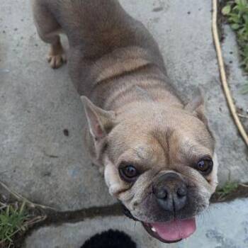 Milo -  French Bulldog Dog for Adoption in Turlock, California - Milo | PetCurious