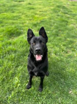 Shepherd Dogs Available for Adoption in Myerstown, Pennsylvania - Bruce Lee | PetCurious