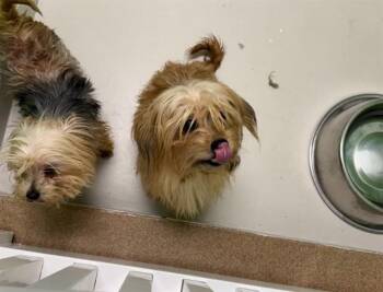 ZIGMUND -  Yorkshire Terrier and Mixed Breed Dog for Adoption in Omaha, Nebraska - ZIGMUND | PetCurious