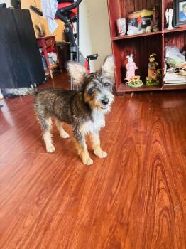 Shortcake -  Schnauzer and Terrier Dog for Adoption in Joshua, Texas - Shortcake | PetCurious
